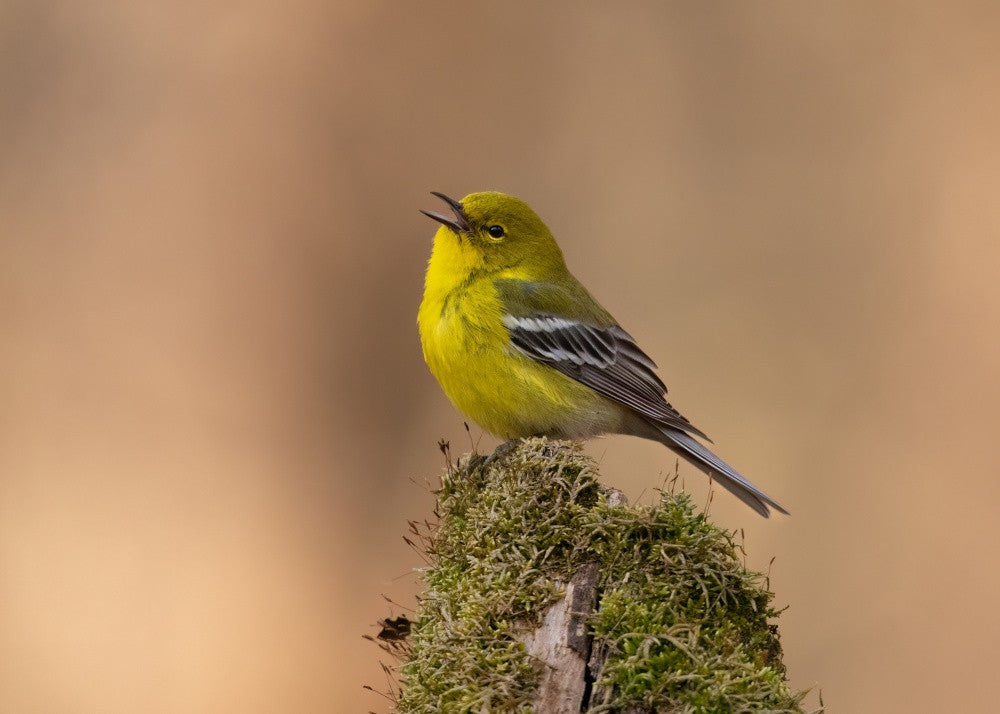 Song of the Pine Warbler