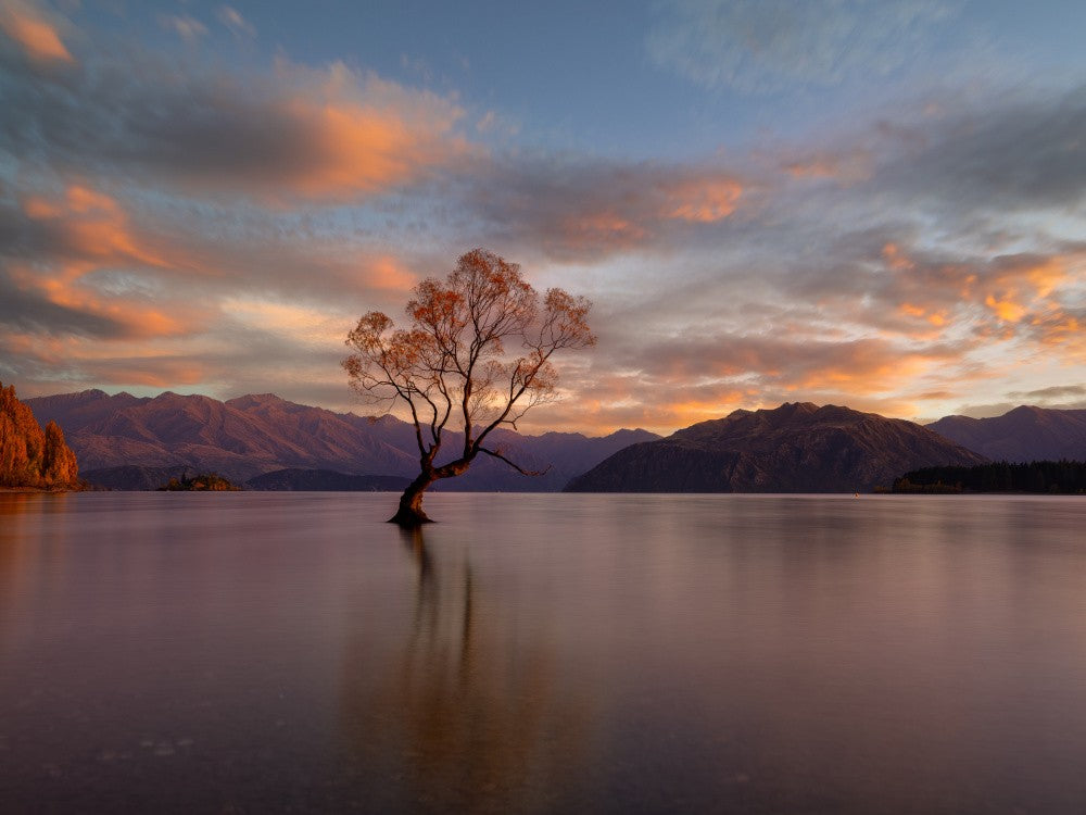 Lone Tree