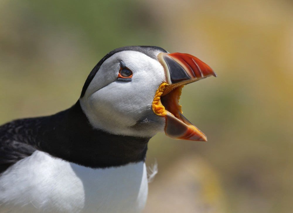Open beak