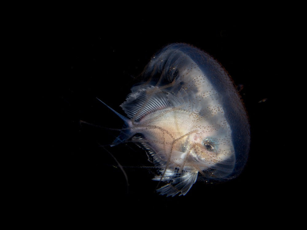 Fish and a Jellyfish