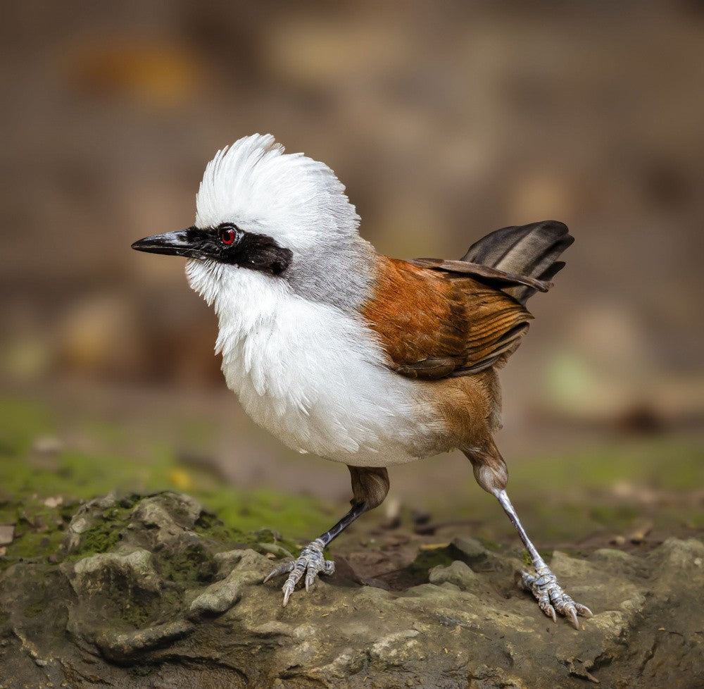 White Crested Laughingthrush