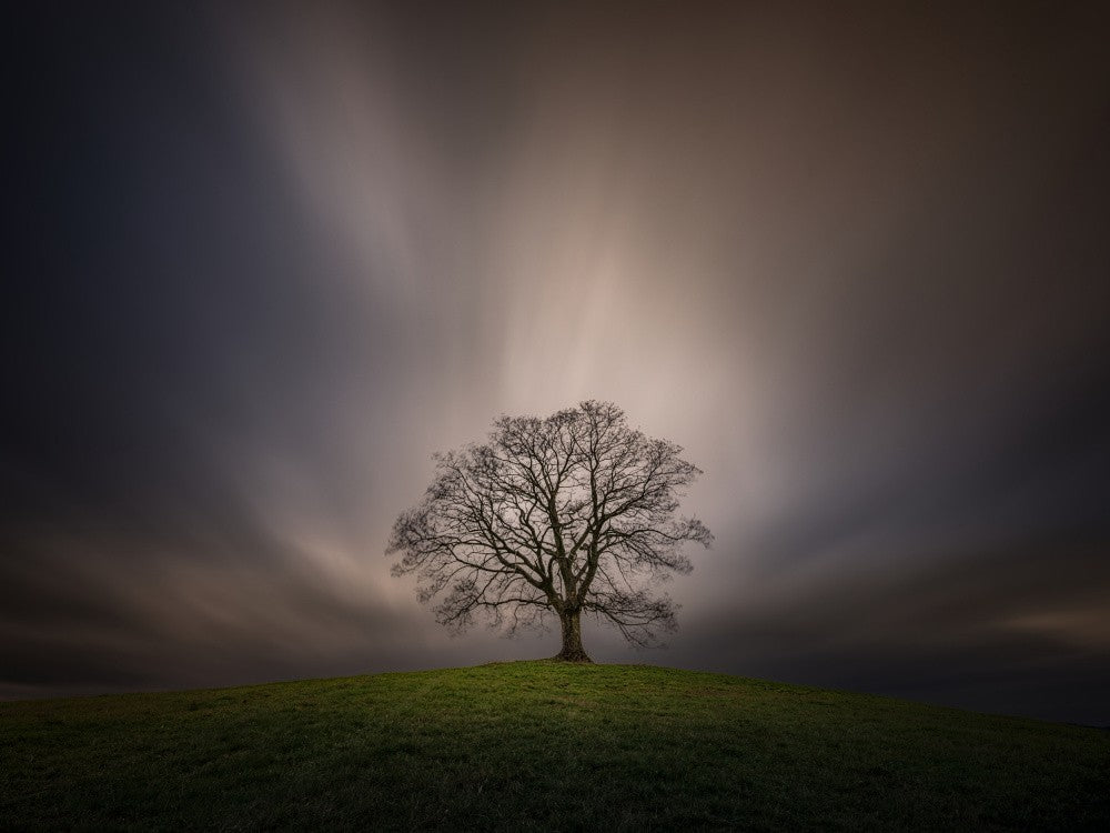 stopping at the maple tree