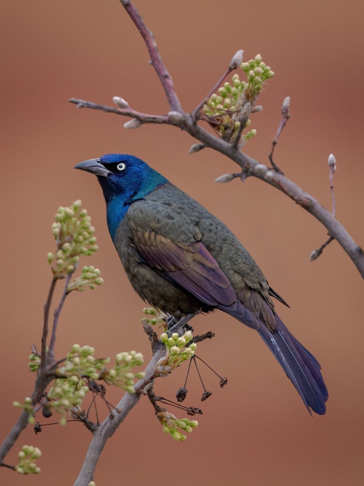 Common grackle