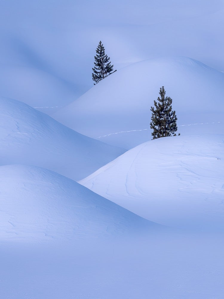 Vitality in the Cold World