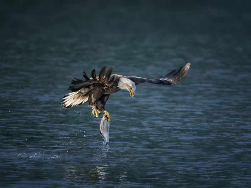 Bald Eagle