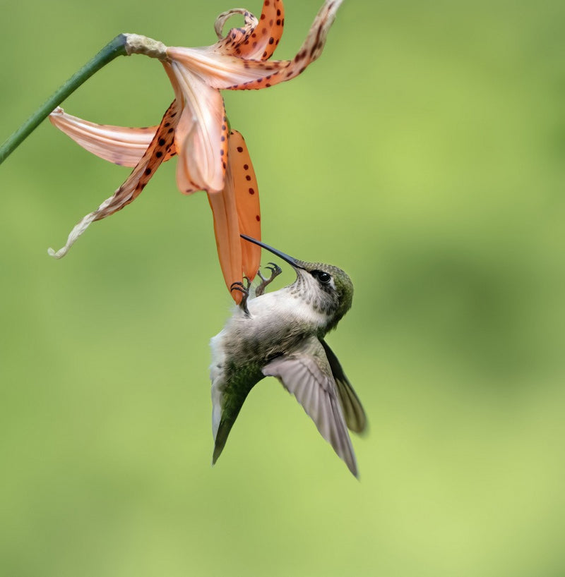 Hummingbird