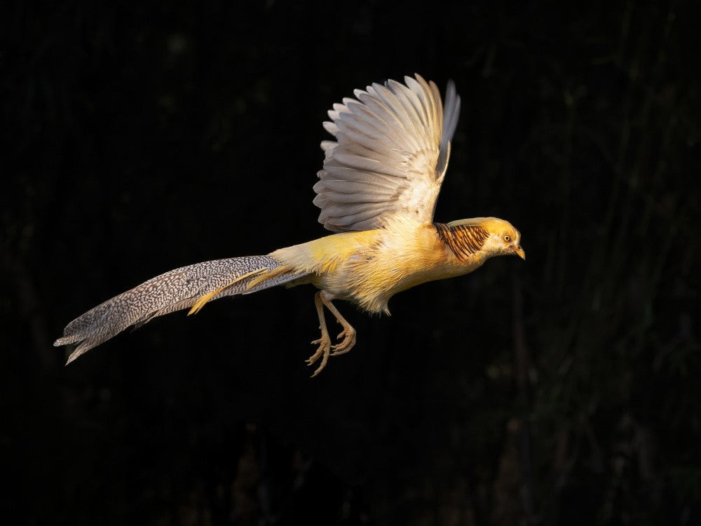 golden pheasant