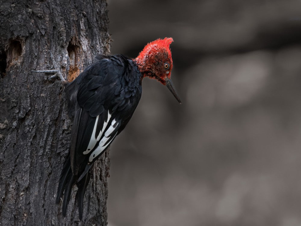 Magellanic woodpecker