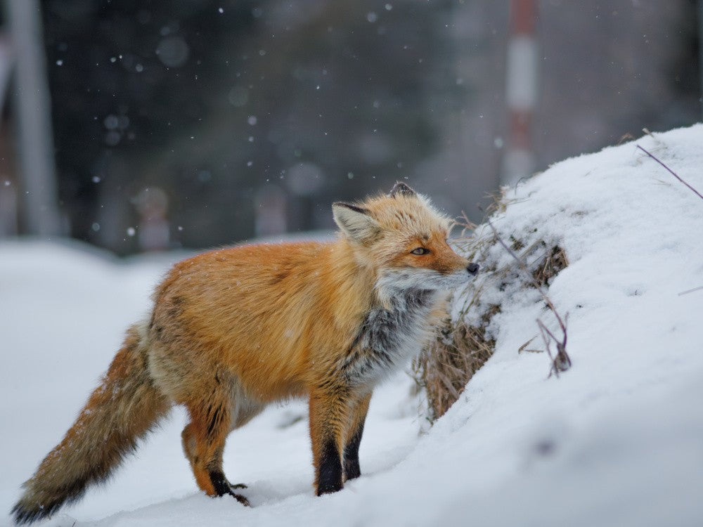 Snow day