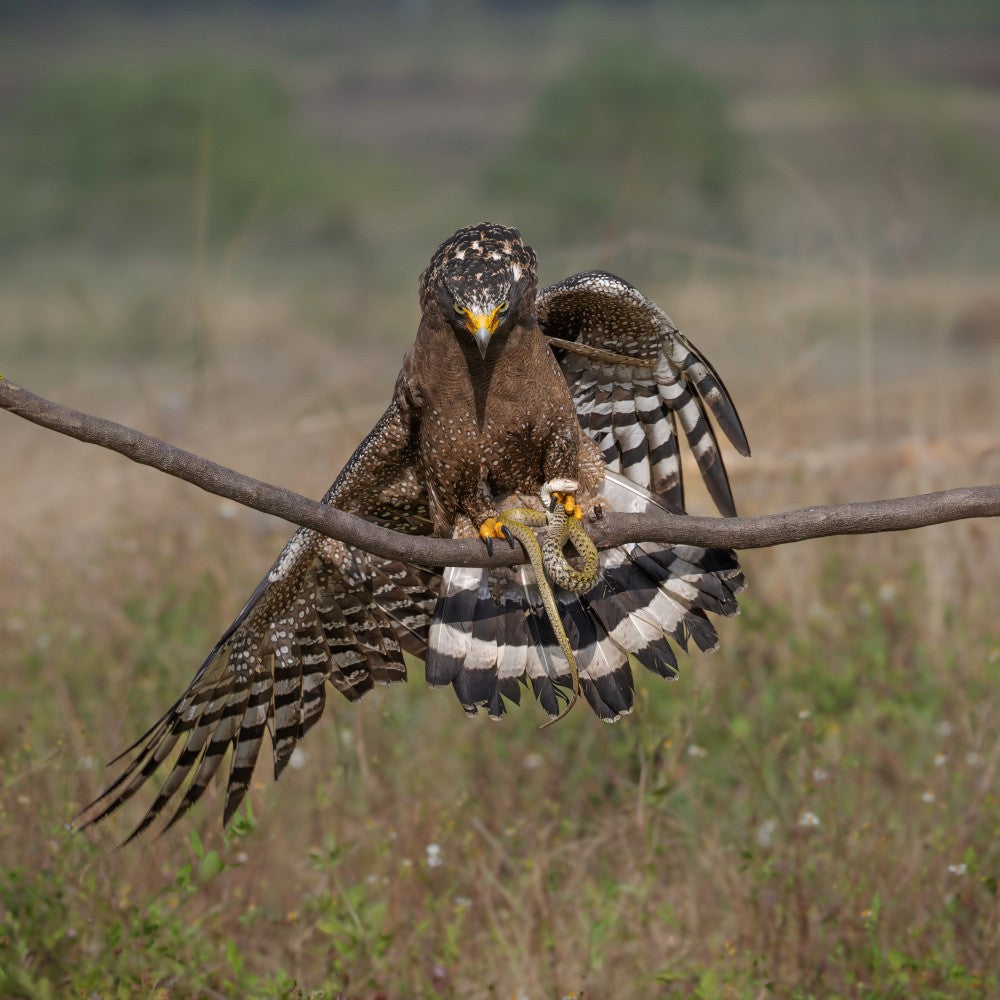 Hunting