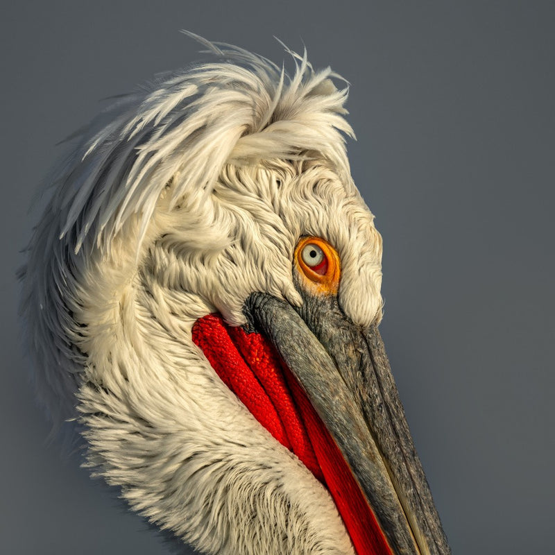 Dalmatian Pelican