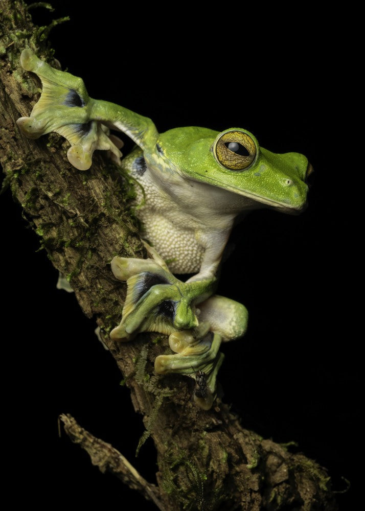 Predator’s The Gaze – The Art of Camouflage