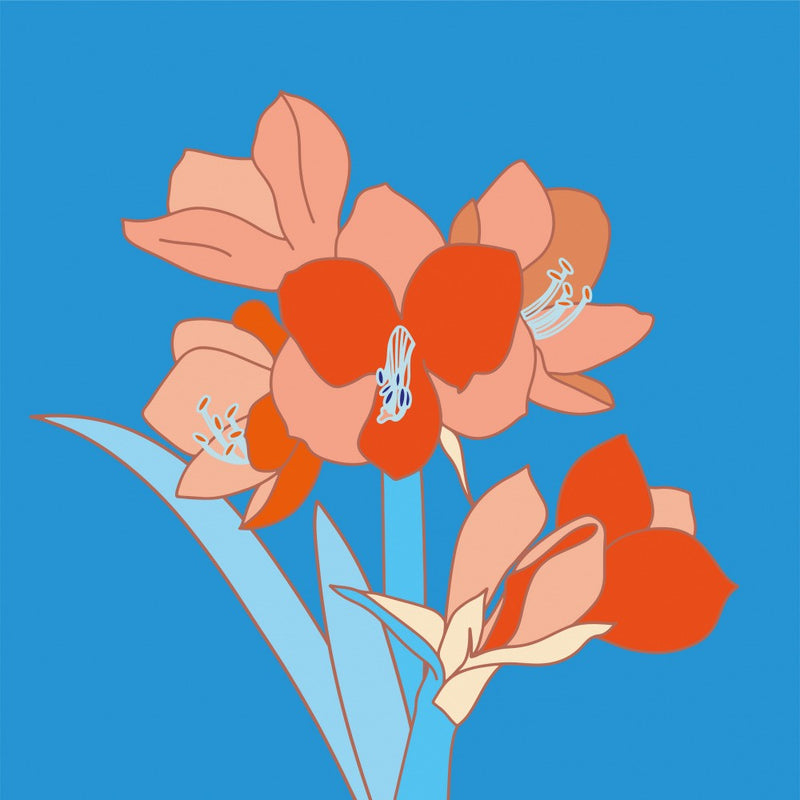 Amaryllis Flowers