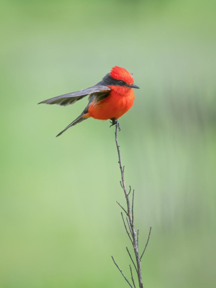 Burning red