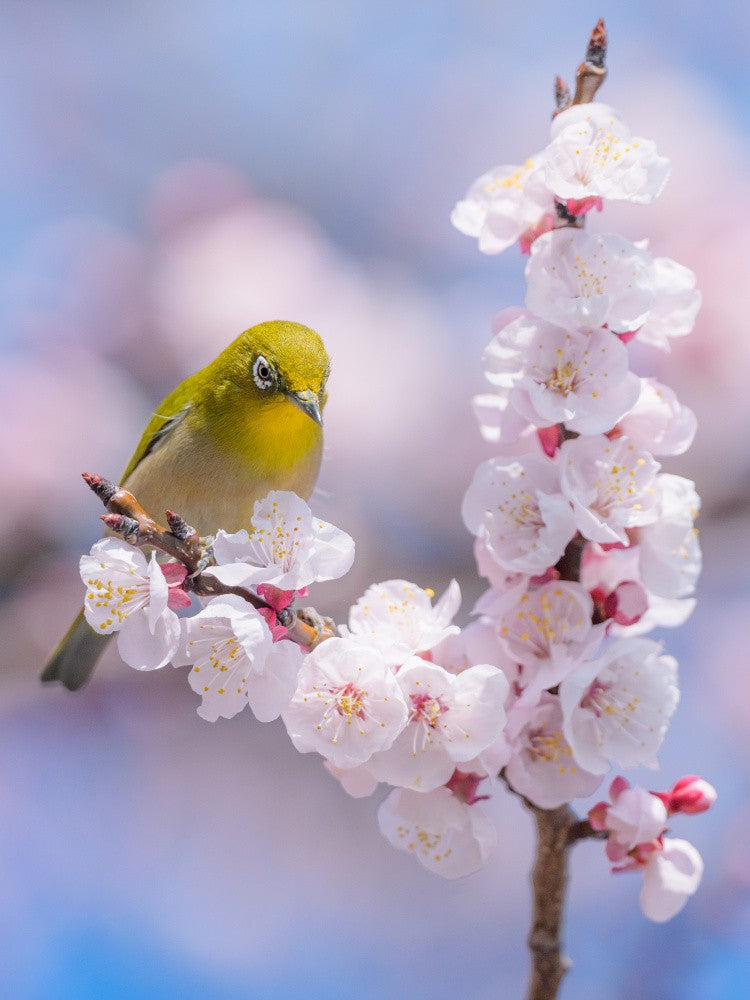 Spring has come