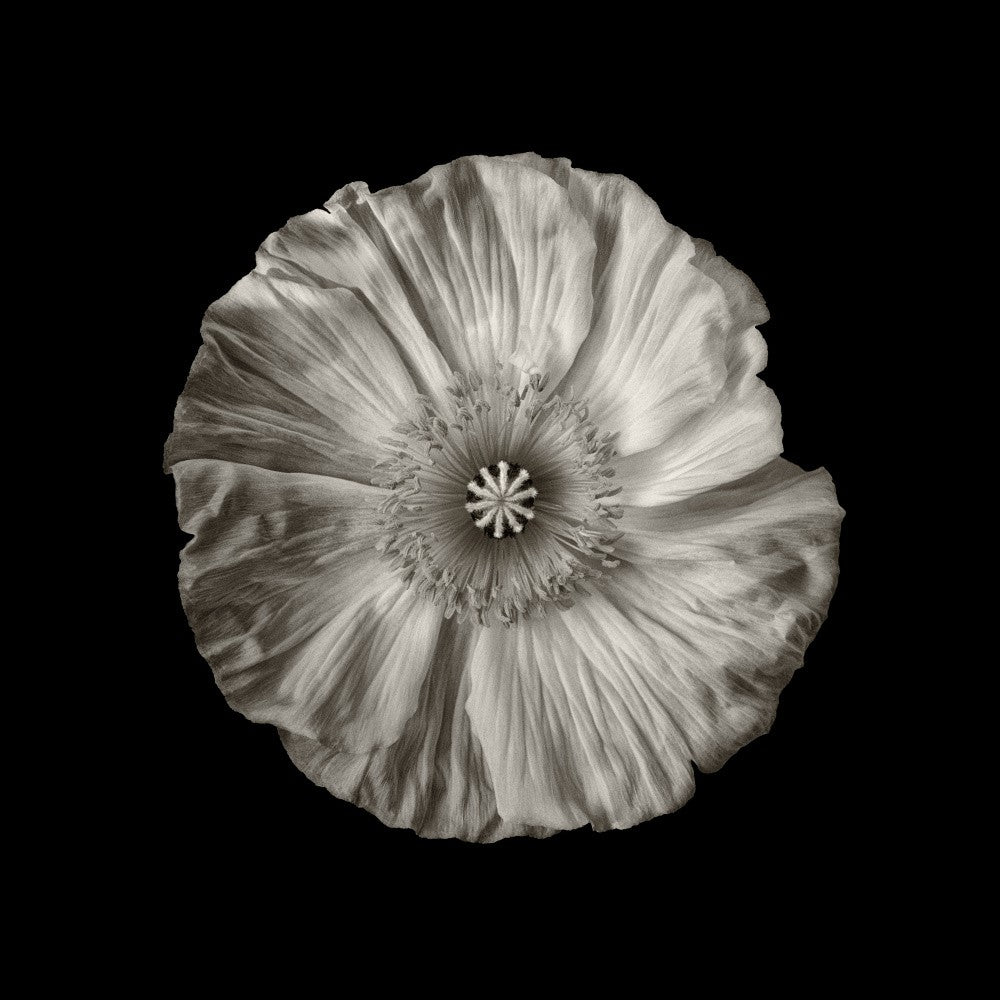 Another poppy