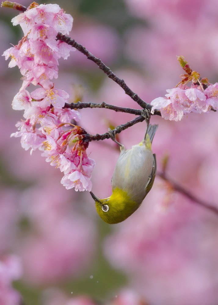 Japanese White-eye