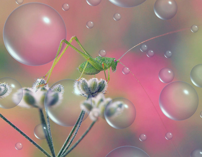Pink morning...