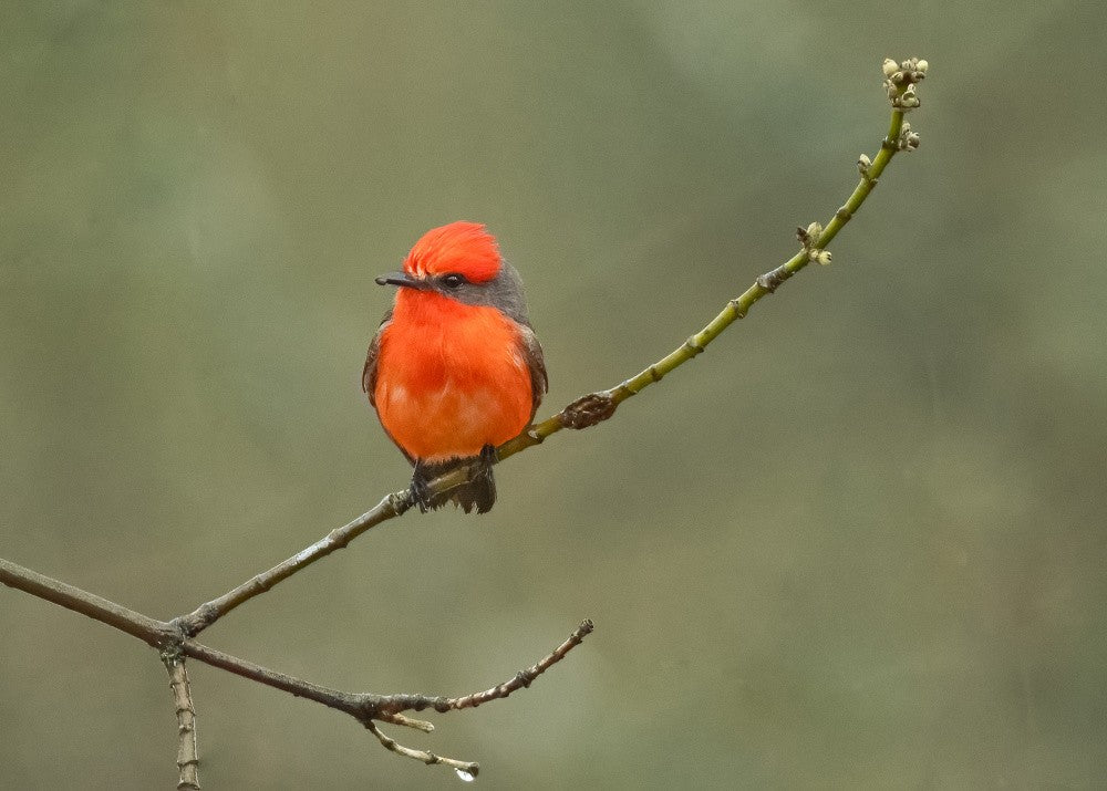 Crimson Stillness