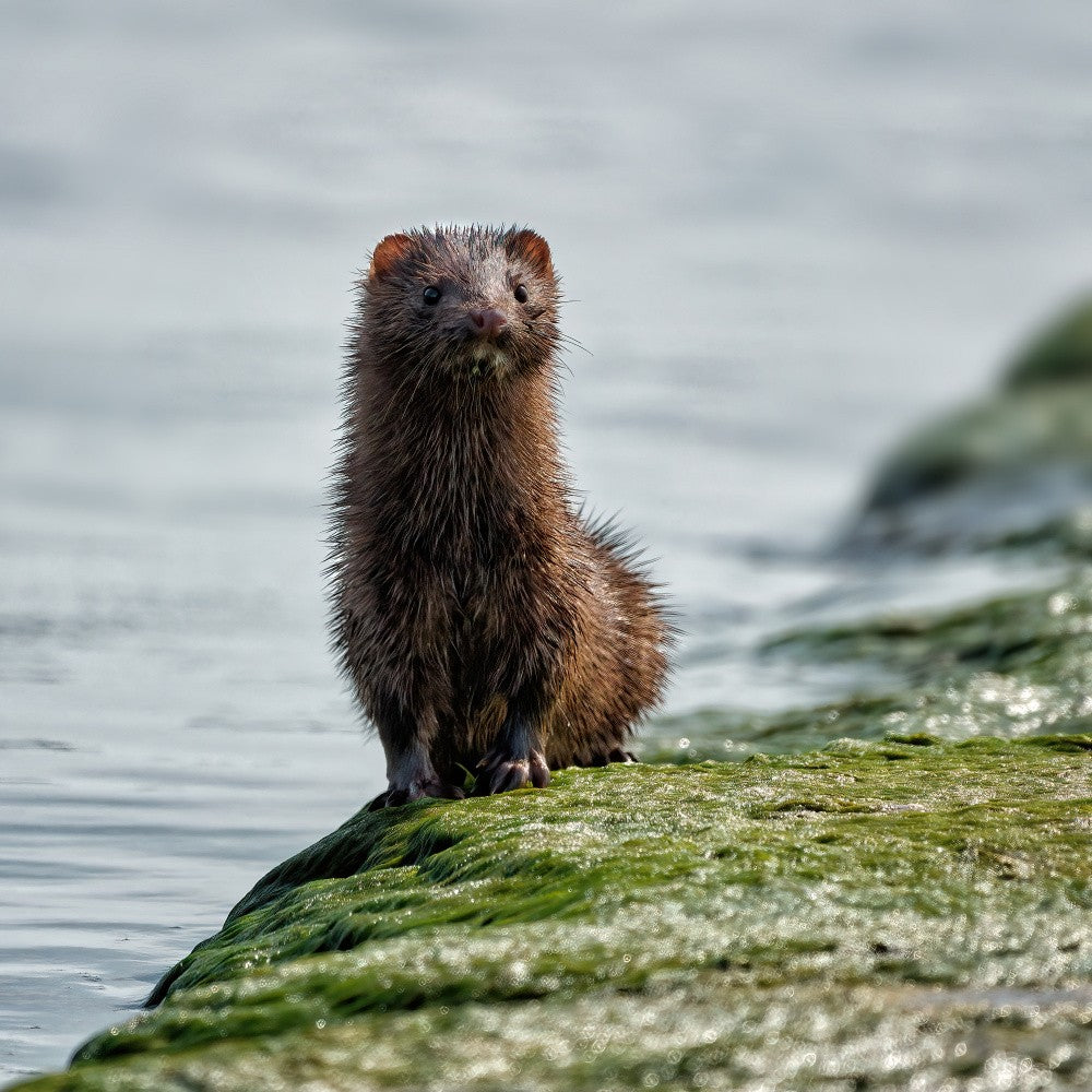 A Wild Encounter  by the Water’s Edge