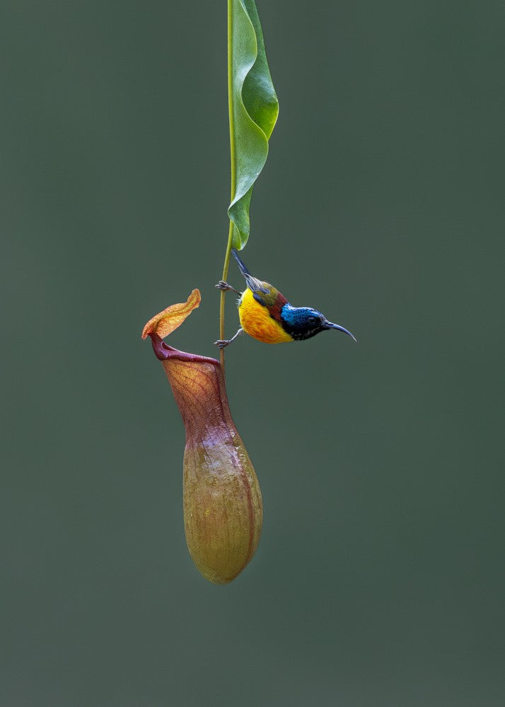 Sunbird