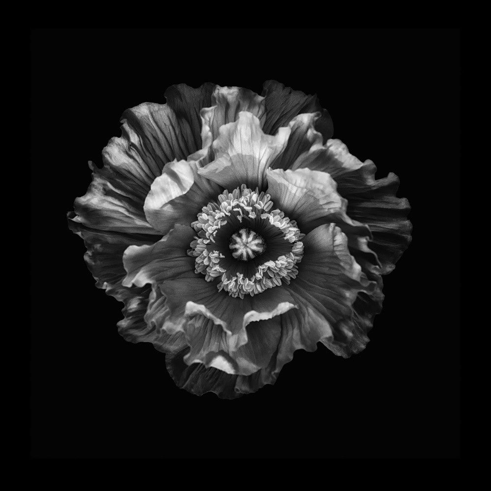 Poppy