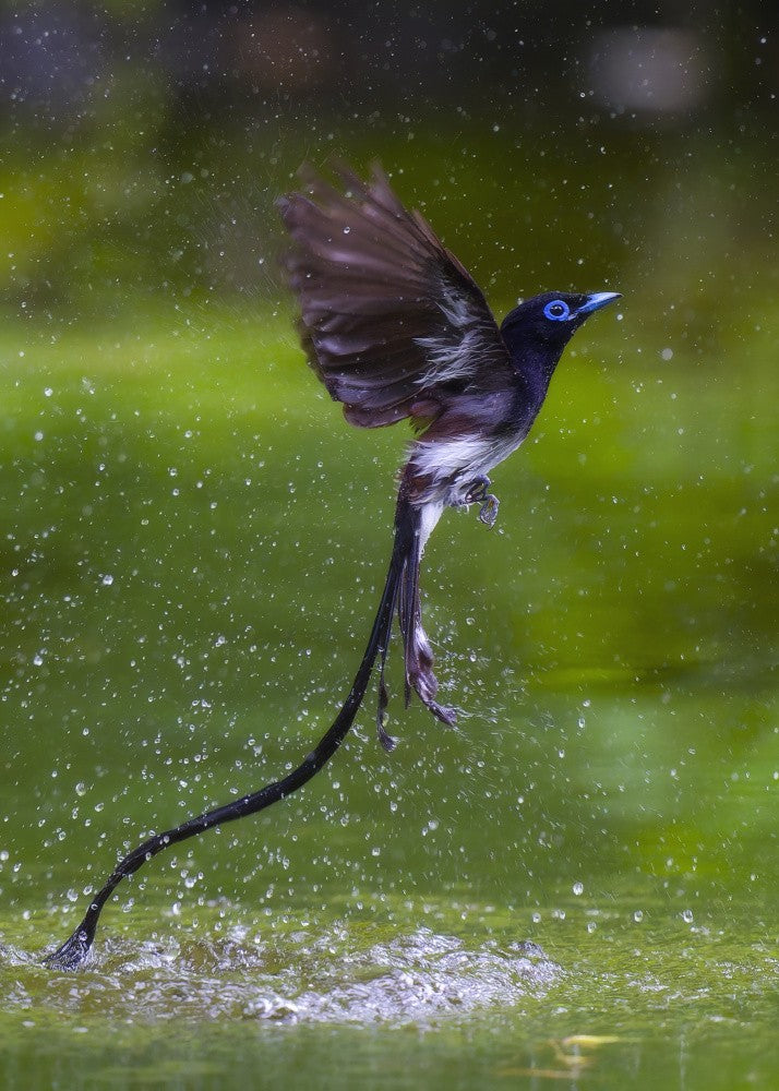Japanese Paradise-Flycatcher