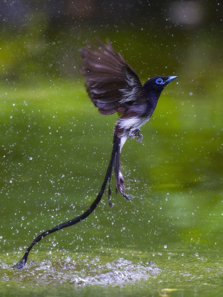 Japanese Paradise-Flycatcher