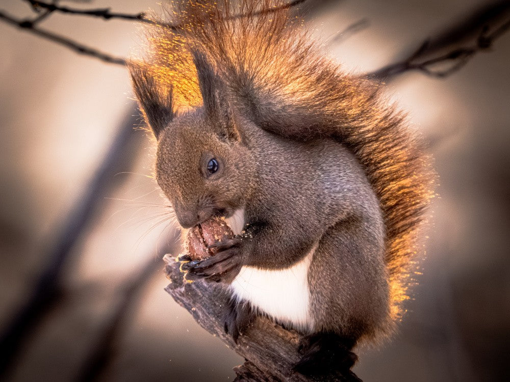 Hokkaido squirrel