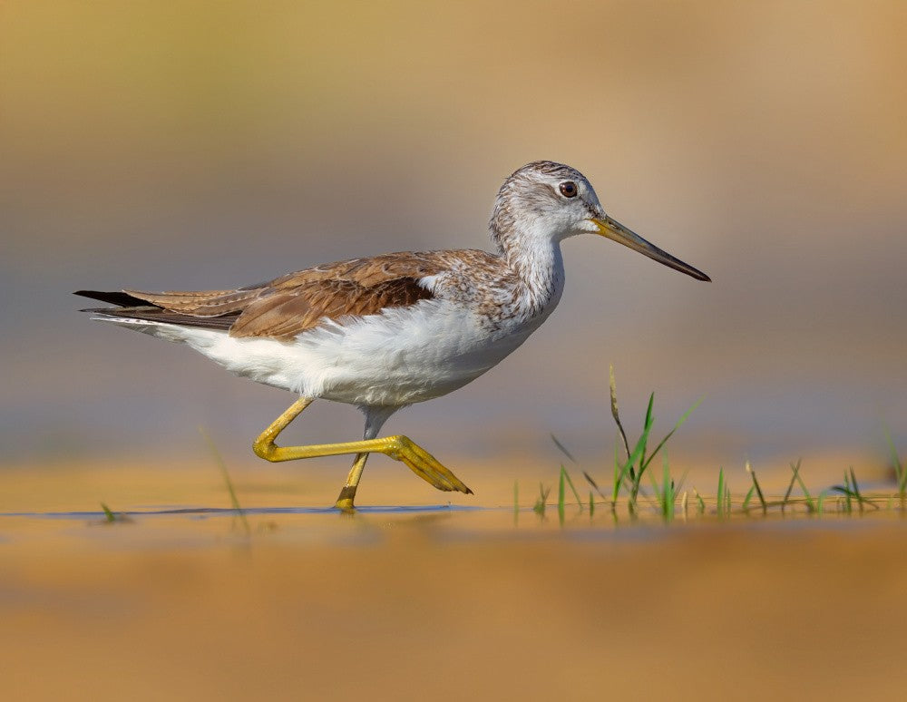 marsh sandpiper