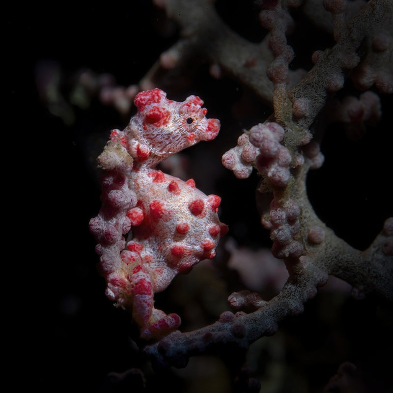 Pygmy Seahorse