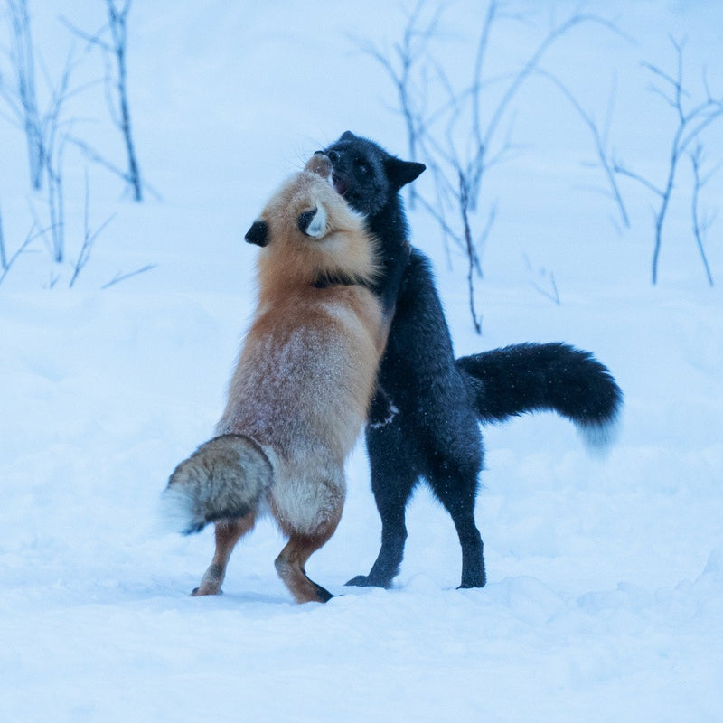 Warmth in the Cold