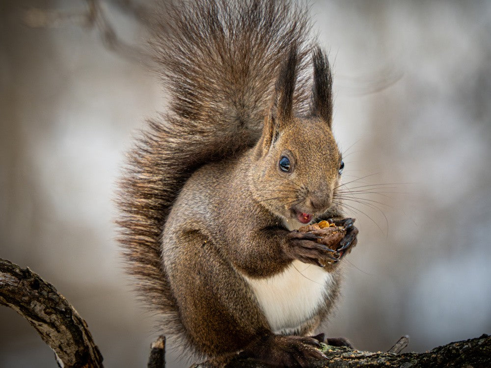 Hokkaido-Eichhörnchen