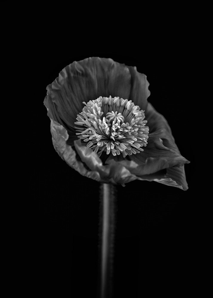 Poppy
