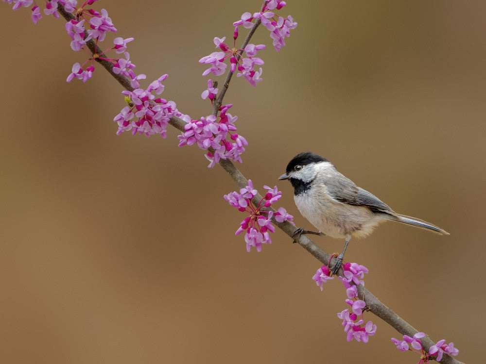 Carolina chickadee