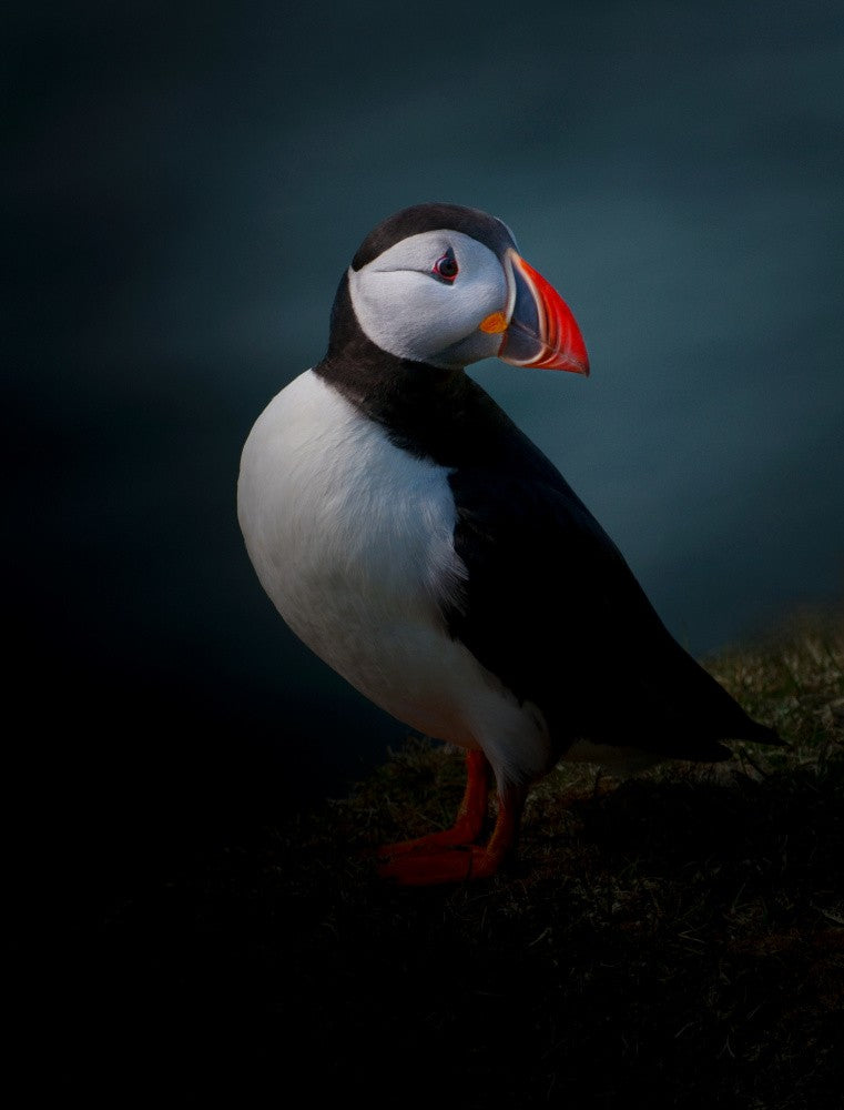 Portrait of Puffin