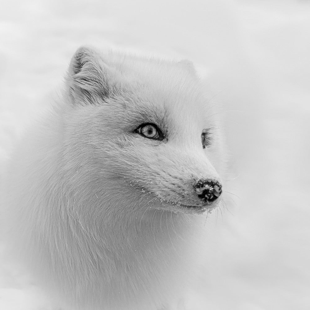 Arctic fox 3