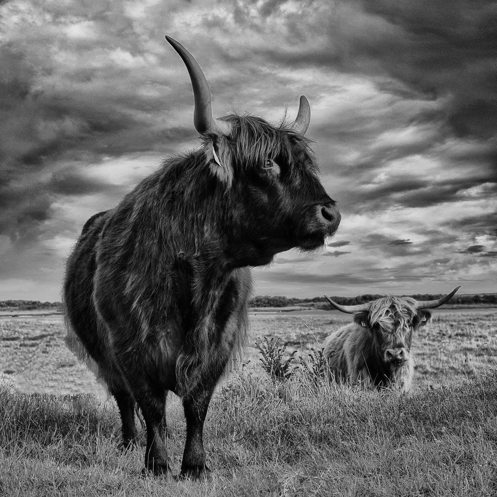 Les higlands de la réserve