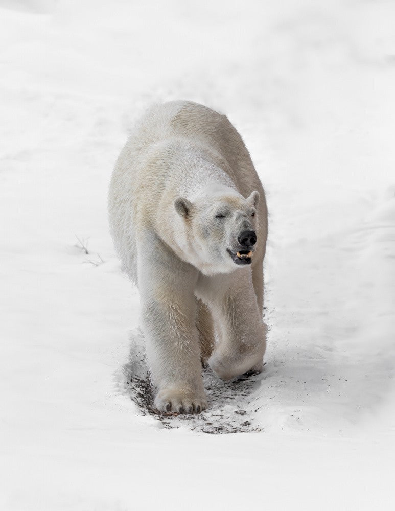 Arctic Wanderer