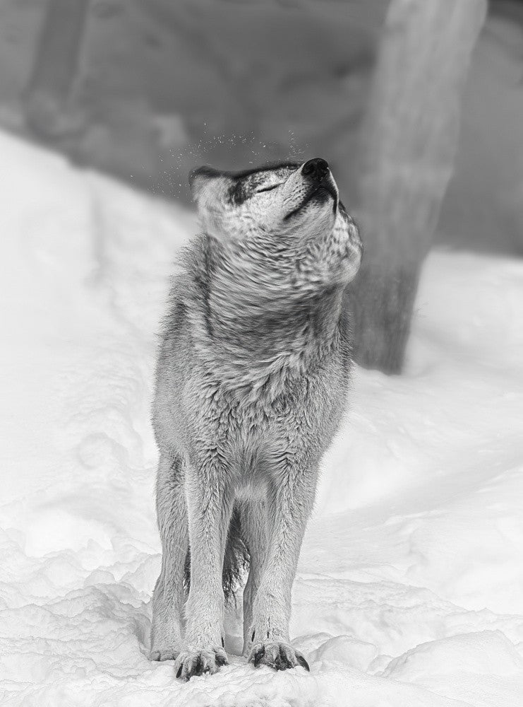 Wolf 2