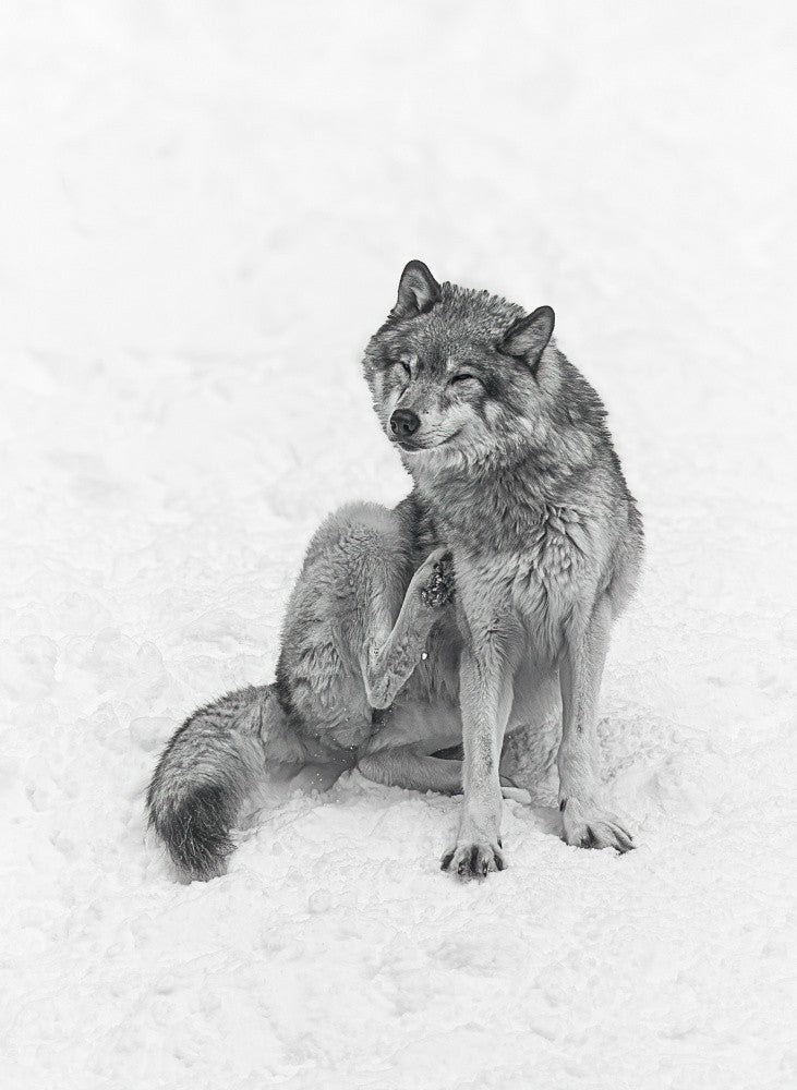 Wolf 3