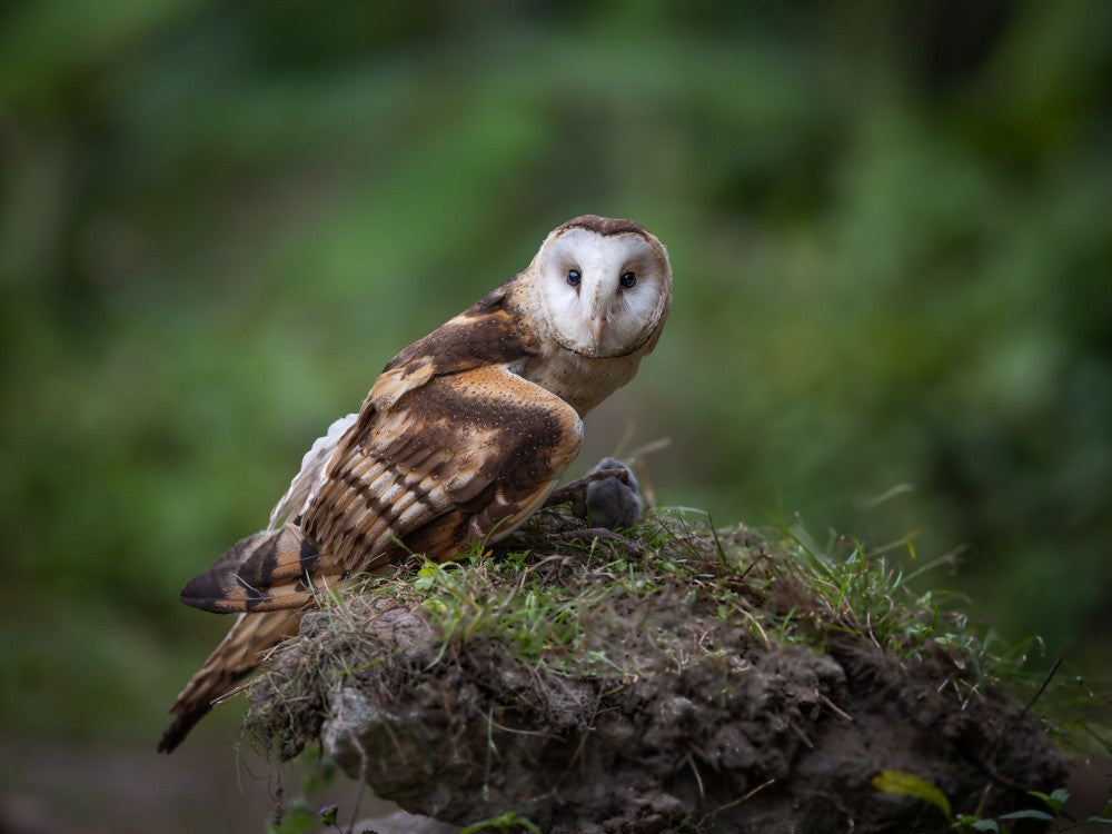 Barn Owl
