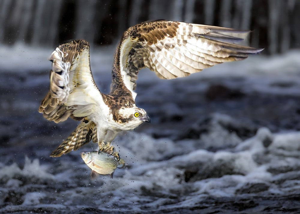 Osprey in action