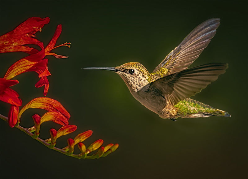 Humming Bird In Mornig Shine