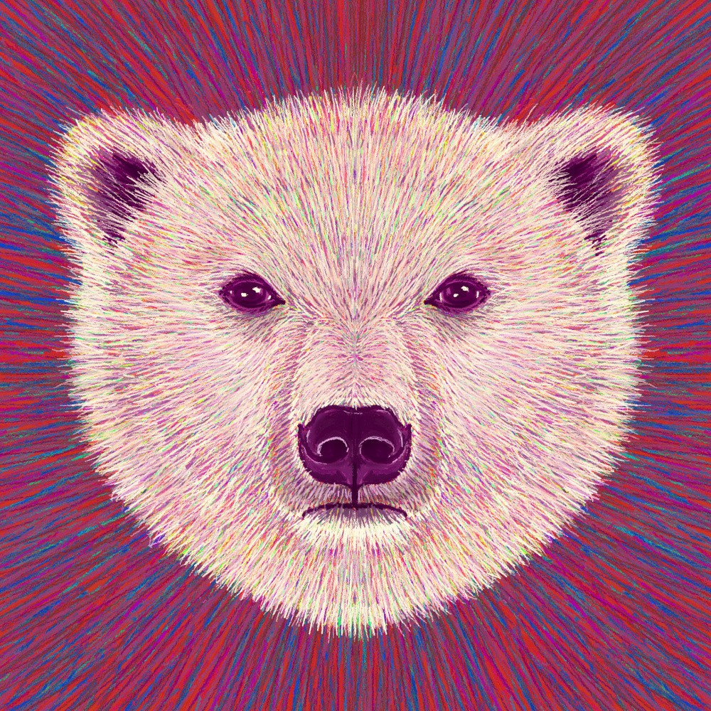 Animal Face   Polar Bear