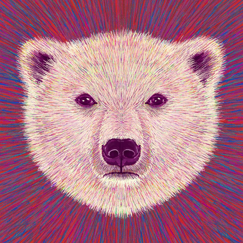 Animal Face   Polar Bear