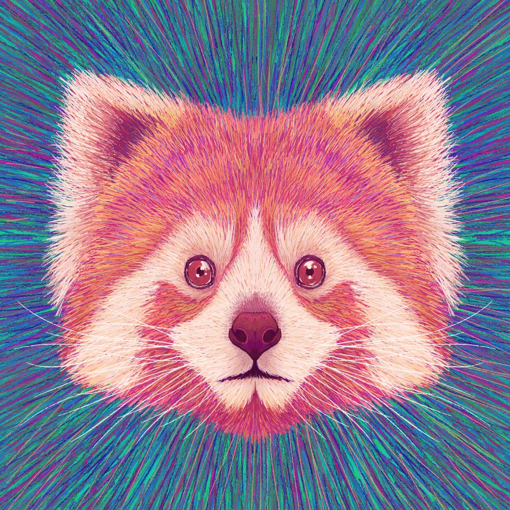 Animal Face   Red Panda