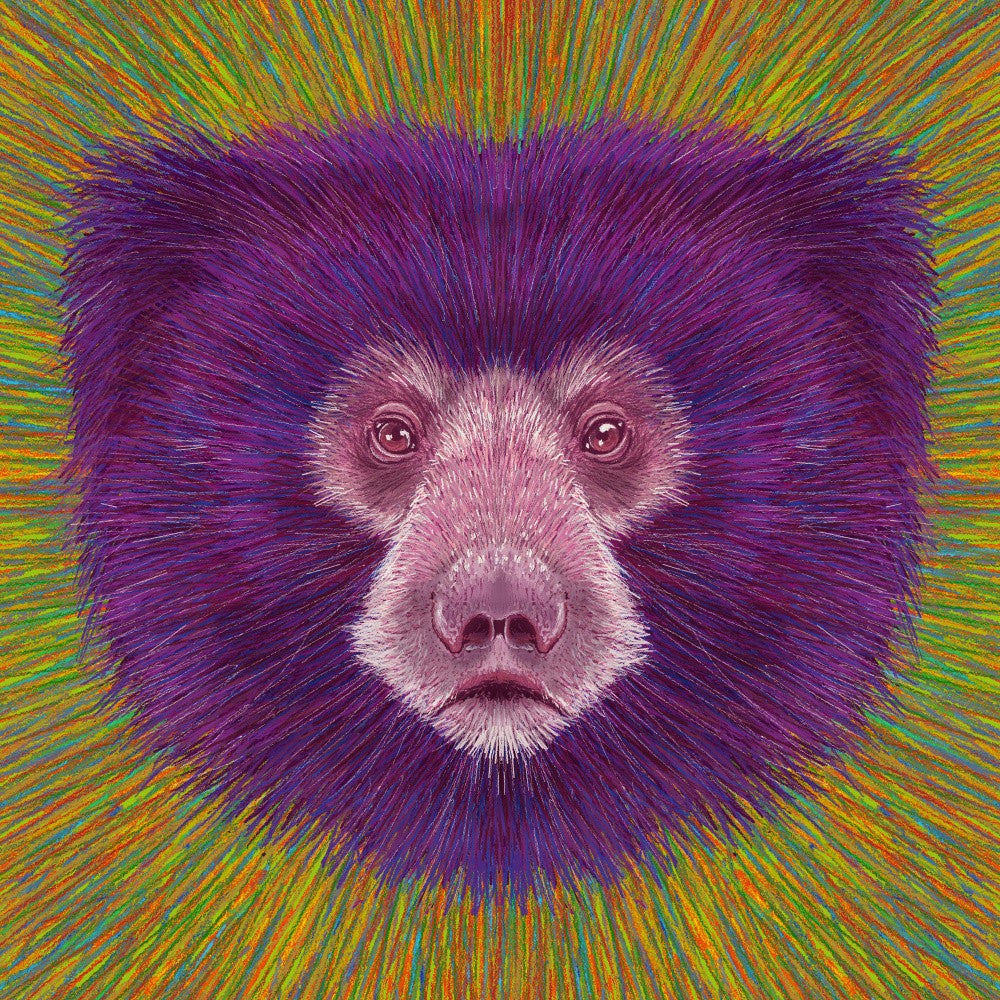 Animal Face   Sloth Bear