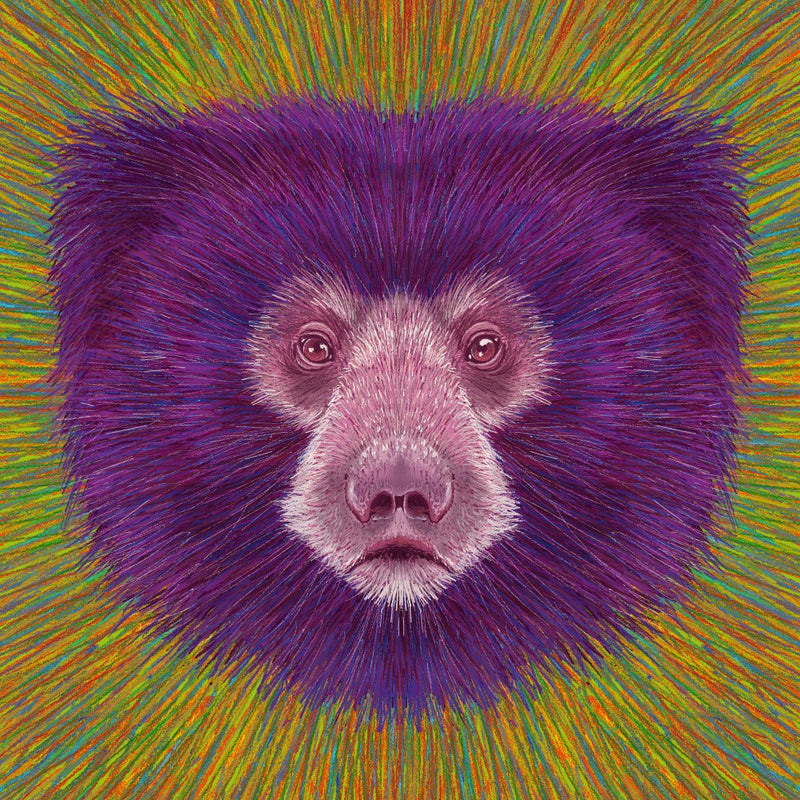 Animal Face   Sloth Bear