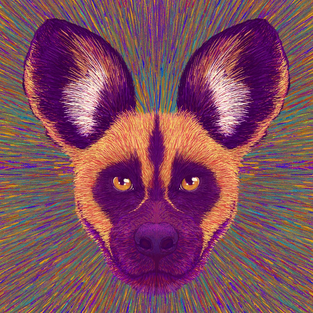 Animal Face   Wild Dog